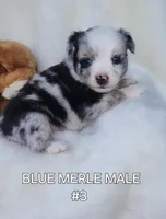 MICKEY #3, a male Toy Australian Shepherd for sale in Tishomingo, OK – Photo 1 of 4