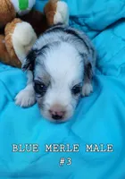 MICKEY #3, a male Toy Australian Shepherd for sale in Tishomingo, OK – Photo 3 of 4