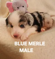 Mickey 1, a male Miniature Australian Shepherd for sale in Tishomingo, OK – Photo 1 of 2