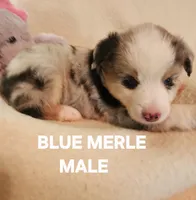 Mickey 1, a male Miniature Australian Shepherd for sale in Tishomingo, OK – Photo 2 of 2