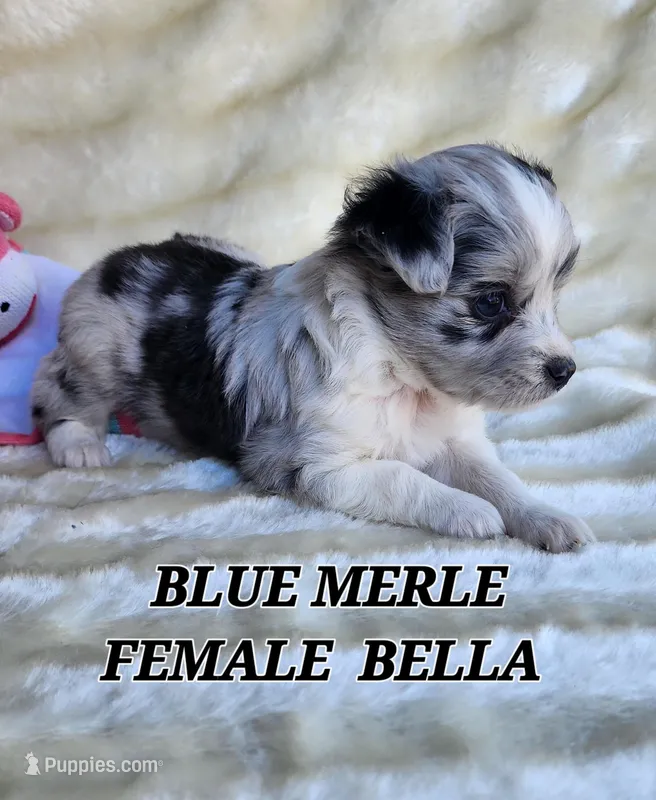 BELLA, a female Toy Australian Shepherd for sale in Tishomingo, OK – Photo 1 of 5