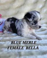 BELLA, a female Toy Australian Shepherd for sale in Tishomingo, OK – Photo 1 of 5