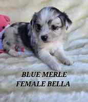 BELLA, a female Toy Australian Shepherd for sale in Tishomingo, OK – Photo 2 of 5