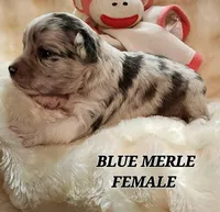 BELLA, a female Toy Australian Shepherd for sale in Tishomingo, OK – Photo 5 of 5