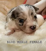 BELLA, a female Toy Australian Shepherd for sale in Tishomingo, OK – Photo 4 of 5