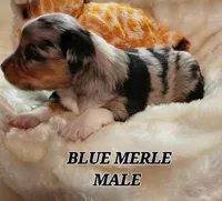 DILLON, a male Toy Australian Shepherd for sale in Tishomingo, OK – Photo 5 of 6