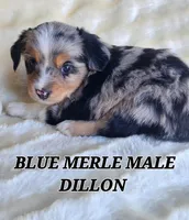 DILLON, a male Toy Australian Shepherd for sale in Tishomingo, OK – Photo 2 of 6