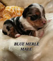 DILLON, a male Toy Australian Shepherd for sale in Tishomingo, OK – Photo 4 of 6