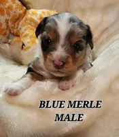 DILLON, a male Toy Australian Shepherd for sale in Tishomingo, OK – Photo 6 of 6