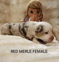 ROXIE, a female Toy Australian Shepherd for sale in Tishomingo, OK – Photo 5 of 7