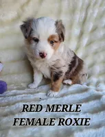 ROXIE, a female Toy Australian Shepherd for sale in Tishomingo, OK – Photo 3 of 7