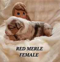 ROXIE, a female Toy Australian Shepherd for sale in Tishomingo, OK – Photo 7 of 7