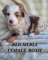 ROXIE, a female Toy Australian Shepherd for sale in Tishomingo, OK – Photo 4 of 7