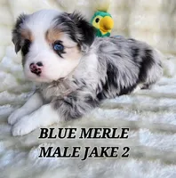 JAKE 2, a male Toy Australian Shepherd for sale in Tishomingo, OK – Photo 4 of 4