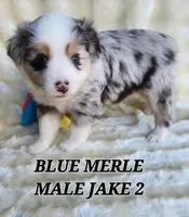 JAKE 2, a male Toy Australian Shepherd for sale in Tishomingo, OK – Photo 2 of 4