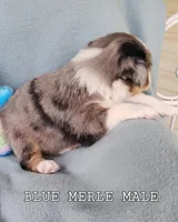 Cooper, a male Toy Australian Shepherd for sale in Tishomingo, OK – Photo 5 of 5