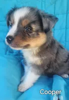 Cooper, a male Toy Australian Shepherd for sale in Tishomingo, OK – Photo 2 of 5