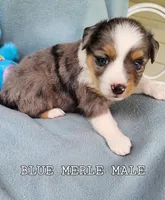 Cooper, a male Toy Australian Shepherd for sale in Tishomingo, OK – Photo 4 of 5