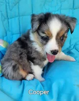 Cooper, a male Toy Australian Shepherd for sale in Tishomingo, OK – Photo 1 of 5