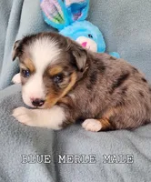 Cooper, a male Toy Australian Shepherd for sale in Tishomingo, OK – Photo 3 of 5