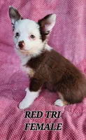 Ruby 2, a female Toy Australian Shepherd for sale in Tishomingo, OK – Photo 2 of 7