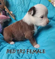 Ruby 2, a female Toy Australian Shepherd for sale in Tishomingo, OK – Photo 7 of 7