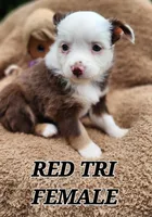 Ruby 2, a female Toy Australian Shepherd for sale in Tishomingo, OK – Photo 3 of 7