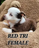 Ruby 2, a female Toy Australian Shepherd for sale in Tishomingo, OK – Photo 5 of 7