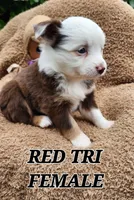 Ruby 2, a female Toy Australian Shepherd for sale in Tishomingo, OK – Photo 4 of 7
