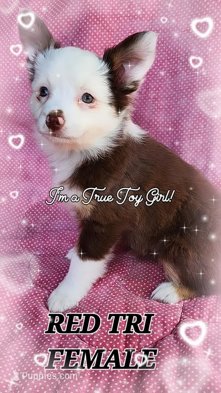 Ruby 2, a female Toy Australian Shepherd for sale in Tishomingo, OK – Photo 1 of 7