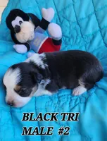 Cooper 4, a male Toy Australian Shepherd for sale in Tishomingo, OK – Photo 3 of 5