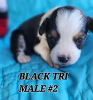 Cooper 4, a male Toy Australian Shepherd for sale in Tishomingo, OK – Photo 4 of 5