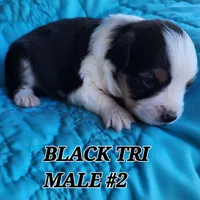 Cooper 4, a male Toy Australian Shepherd for sale in Tishomingo, OK – Photo 5 of 5