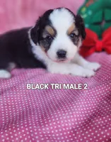 Cooper 4, a male Toy Australian Shepherd for sale in Tishomingo, OK – Photo 2 of 5