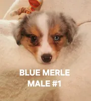 Audios 1, a male Toy Australian Shepherd for sale in Tishomingo, OK – Photo 2 of 3