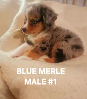 Audios 1, a male Toy Australian Shepherd for sale in Tishomingo, OK – Photo 1 of 3