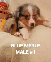 Audios 1, a male Toy Australian Shepherd for sale in Tishomingo, OK – Photo 3 of 3