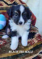 Audios, a male Miniature Australian Shepherd for sale in Tishomingo, OK – Photo 5 of 6