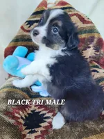 Audios, a male Miniature Australian Shepherd for sale in Tishomingo, OK – Photo 6 of 6