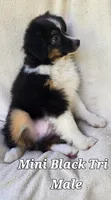Audios, a male Miniature Australian Shepherd for sale in Tishomingo, OK – Photo 3 of 6