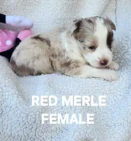 Ruby1, a female Toy Australian Shepherd for sale in Tishomingo, OK – Photo 3 of 4