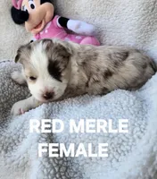 Ruby1, a female Toy Australian Shepherd for sale in Tishomingo, OK – Photo 2 of 4