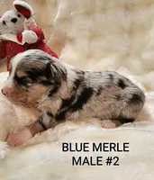 JAKE 4, a male Toy Australian Shepherd for sale in Tishomingo, OK – Photo 6 of 7