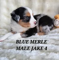 JAKE 4, a male Toy Australian Shepherd for sale in Tishomingo, OK – Photo 4 of 7