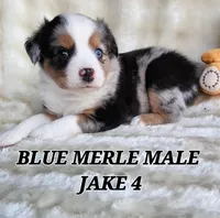 JAKE 4, a male Toy Australian Shepherd for sale in Tishomingo, OK – Photo 3 of 7