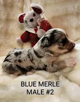JAKE 4, a male Toy Australian Shepherd for sale in Tishomingo, OK – Photo 7 of 7