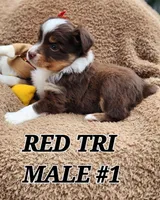 Dillon 3, a male Toy Australian Shepherd for sale in Tishomingo, OK – Photo 4 of 7