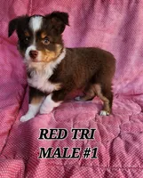 Dillon 3, a male Toy Australian Shepherd for sale in Tishomingo, OK – Photo 1 of 7