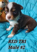 Dillon 3, a male Toy Australian Shepherd for sale in Tishomingo, OK – Photo 3 of 7