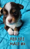 Dillon 3, a male Toy Australian Shepherd for sale in Tishomingo, OK – Photo 6 of 7